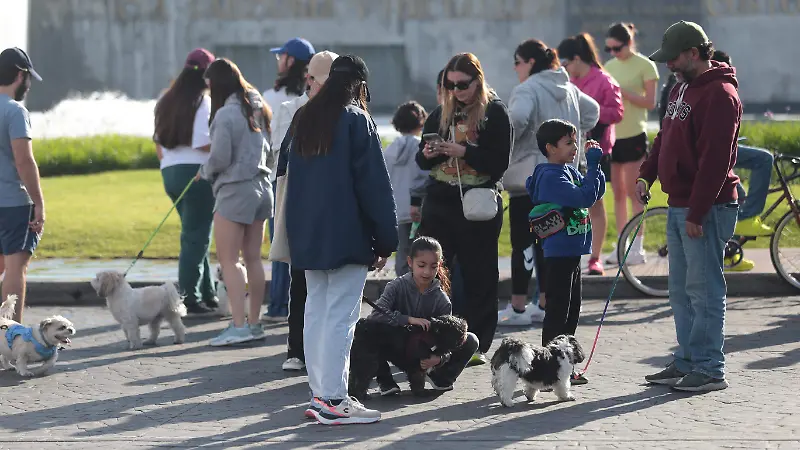 Más de cien perros raza shih tzu se reunieron en la Minerva  (3).JPG